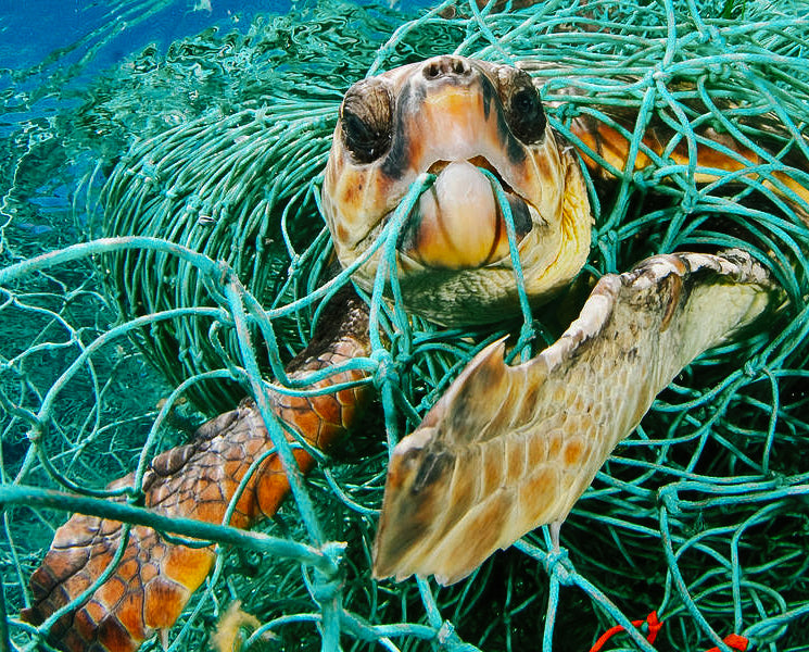 schildpad vast in een net